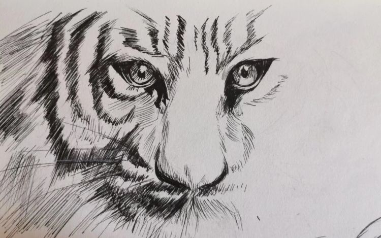 狼与犬 壹灯3176379875 漫画封面